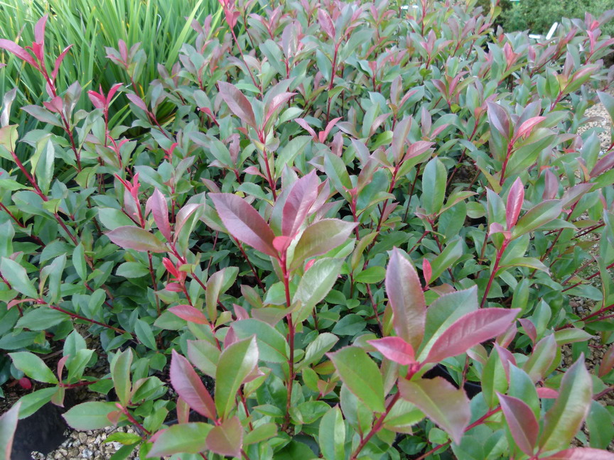 PHOTINIA x.fraseri Carré Rouge