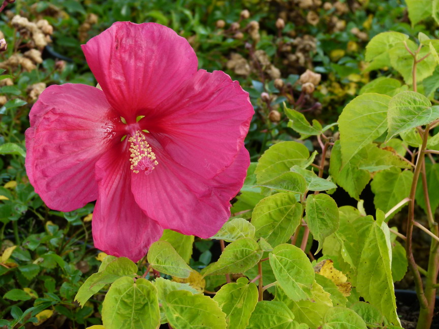 HIBISCUS moscheutos rouge