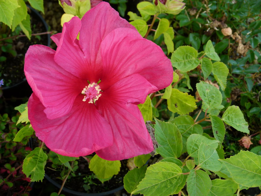 HIBISCUS moscheutos rose vif