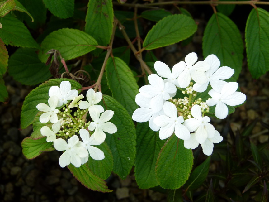 VIBURNUM plicatum Summer Snowflake : floraison automnale. Nº4820