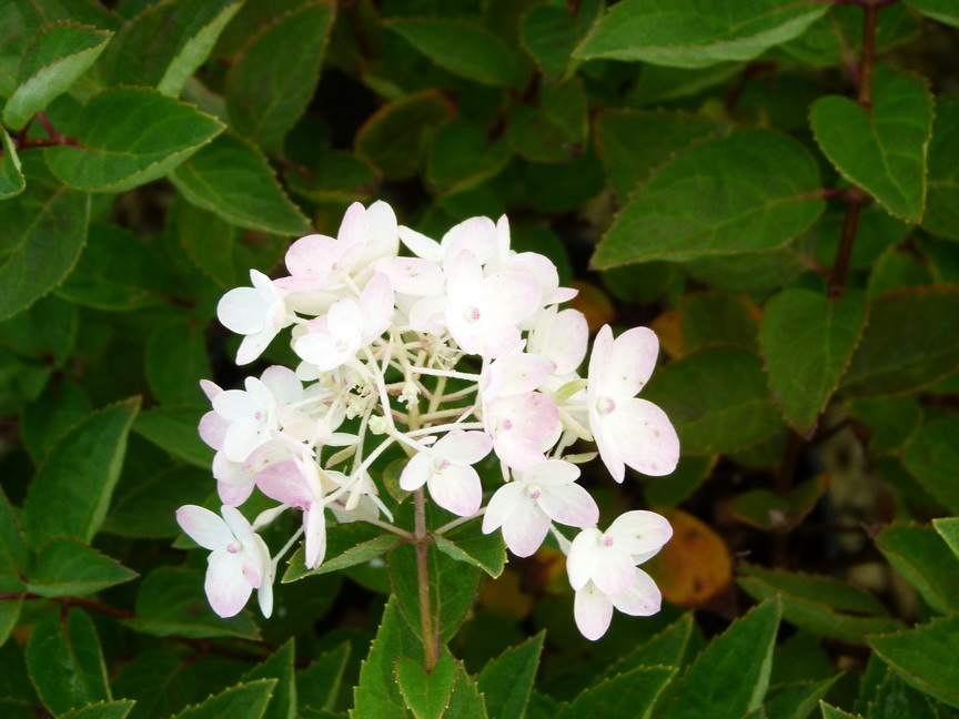 HYDRANGEA paniculata Bombshell