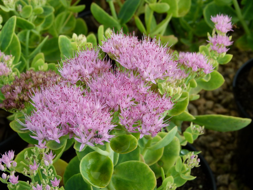 SEDUM spectabilis Brilliant