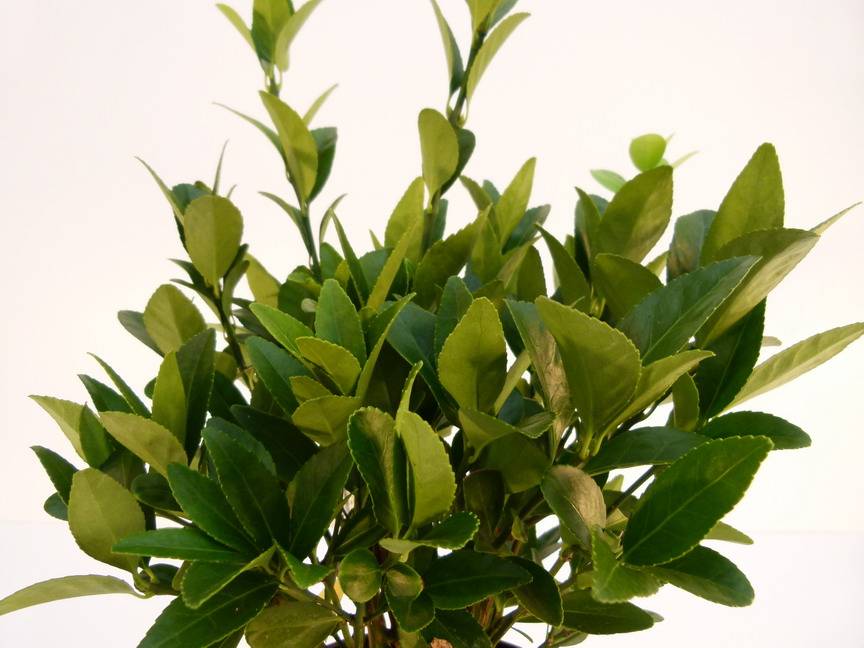 EUONYMUS japonicus Green Millenium ®