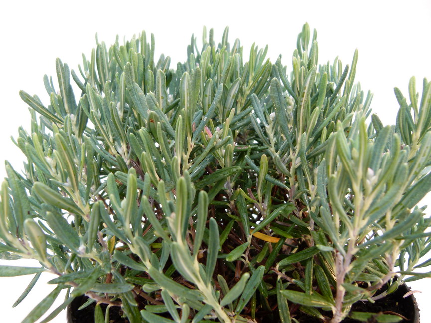 ANDROMEDA polifolia Blue Ice