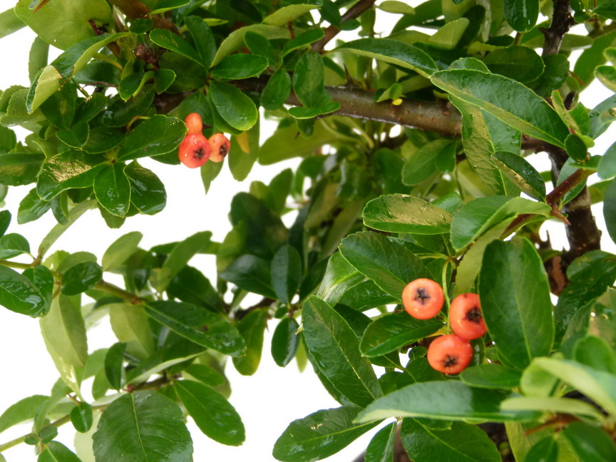 PYRACANTHA Saphyr Rouge ®