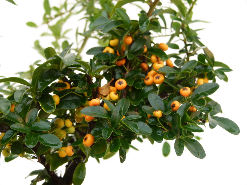 PYRACANTHA Saphyr Orange ® : fructification d'automne. Nº4839