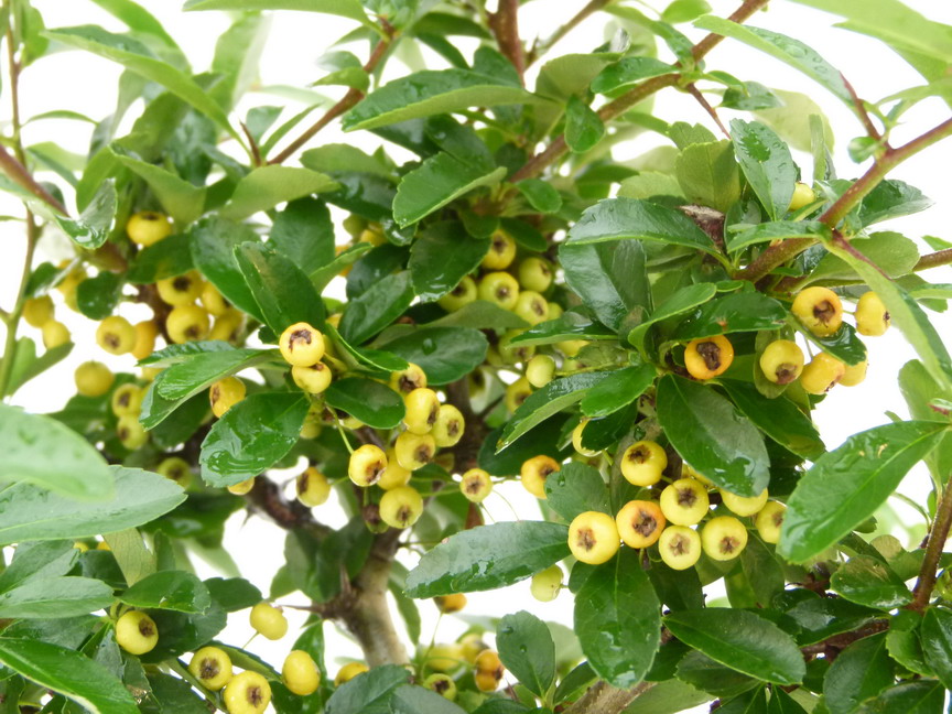 PYRACANTHA Saphyr Jaune ®
