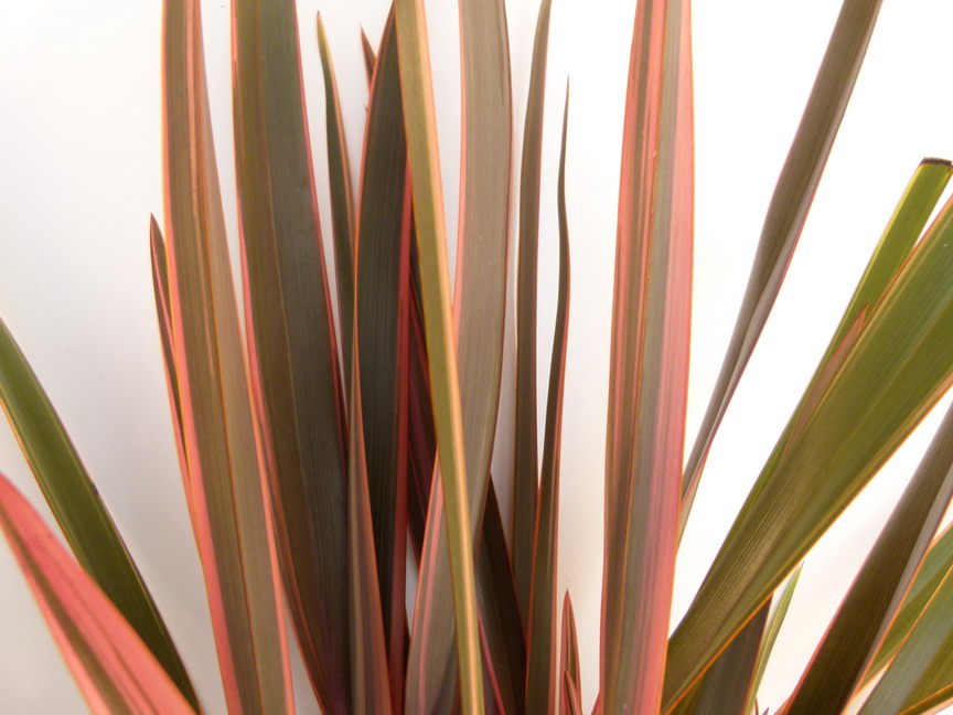 PHORMIUM tenax Sundowner