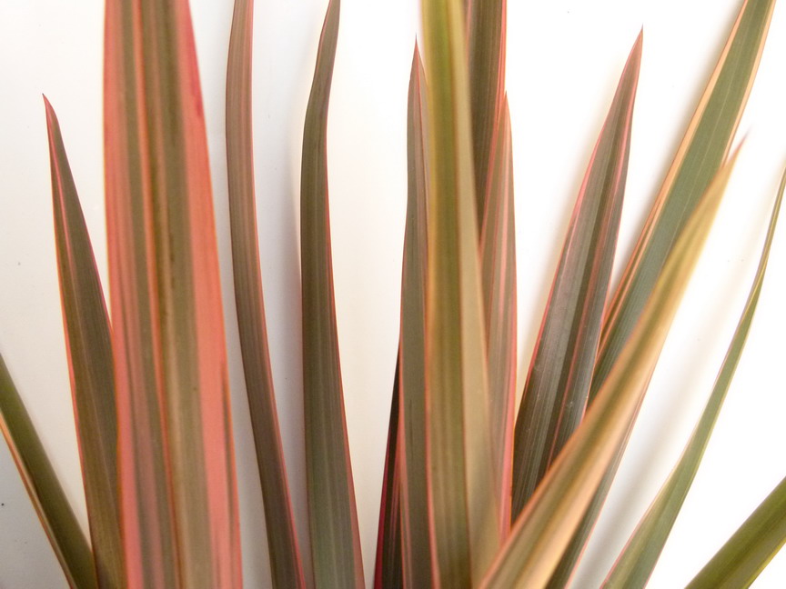 PHORMIUM tenax Rainbow Queen
