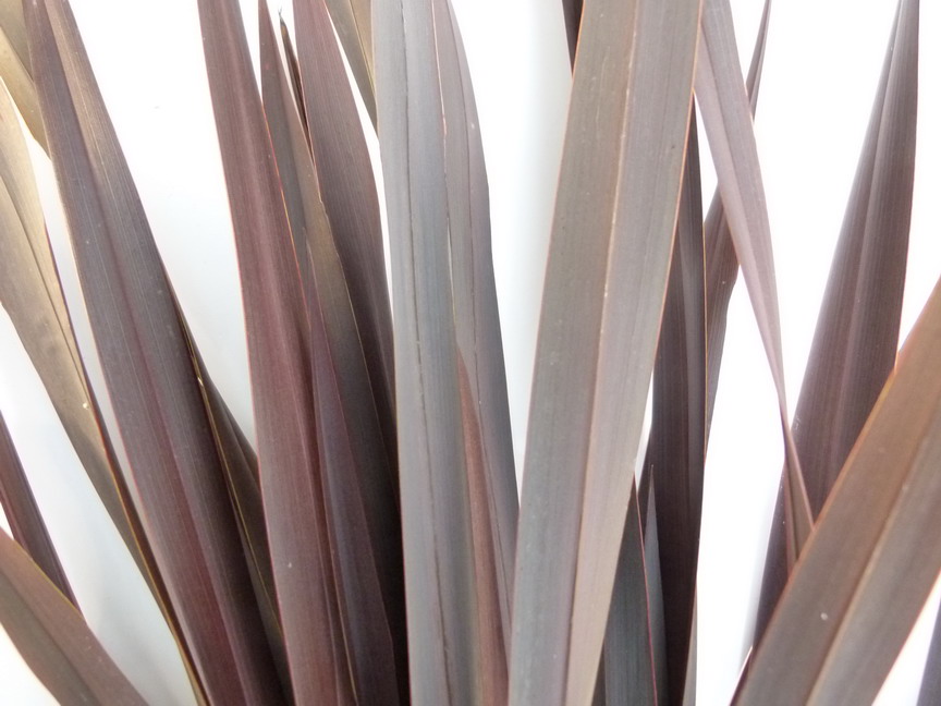 PHORMIUM Black Adder ®