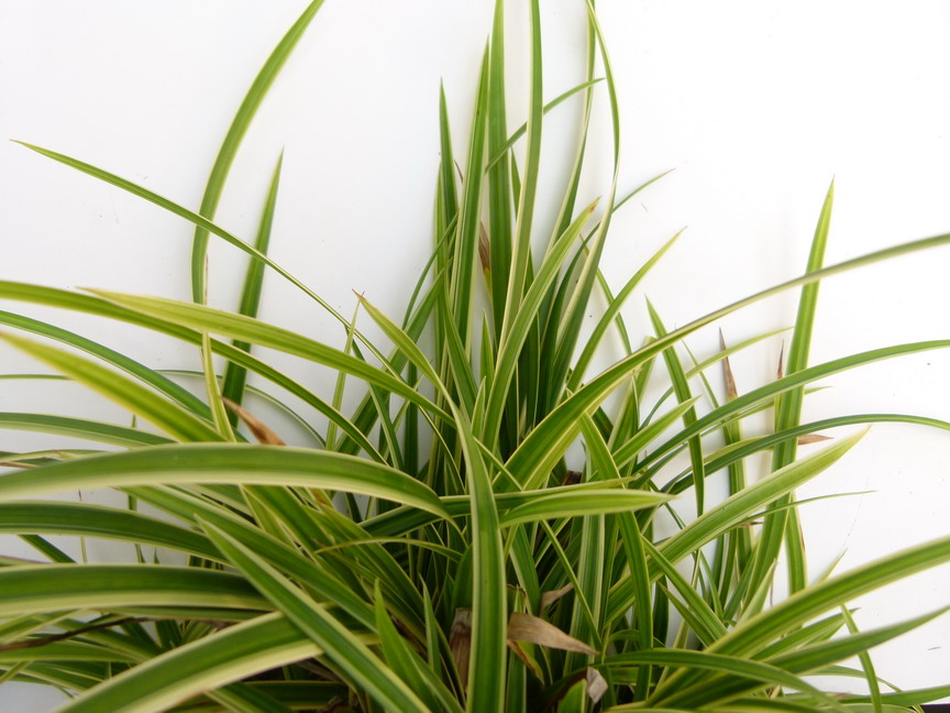 CAREX morrowii Ice Dance