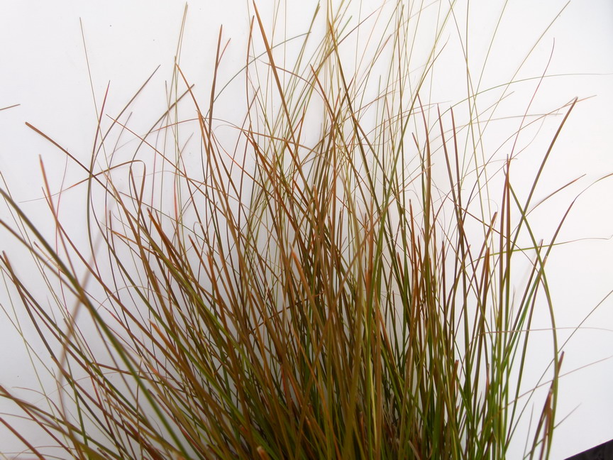 CAREX testacea Orange Cuivre