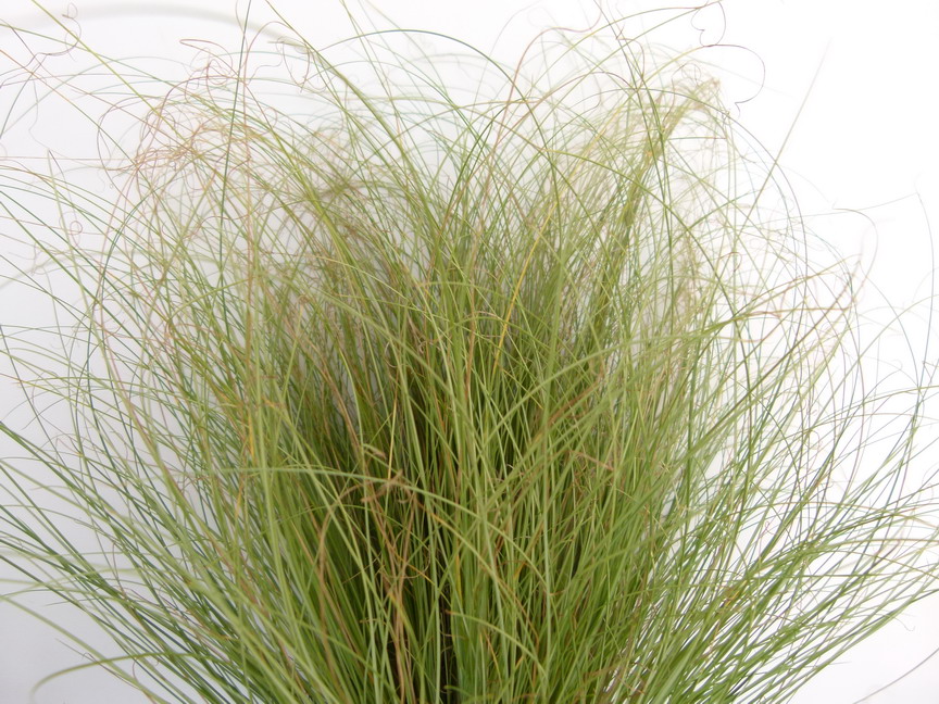 CAREX comans Frosted Curls