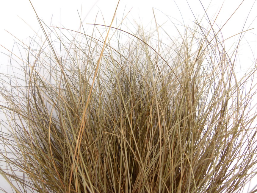 CAREX comans Red