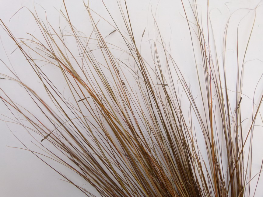 CAREX buchananii