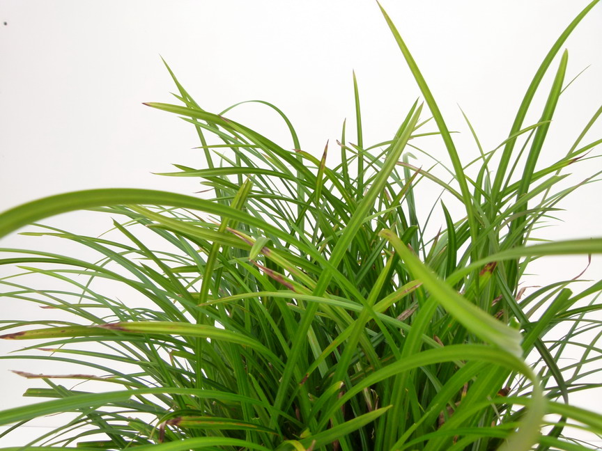 CAREX morrowii Irish Green