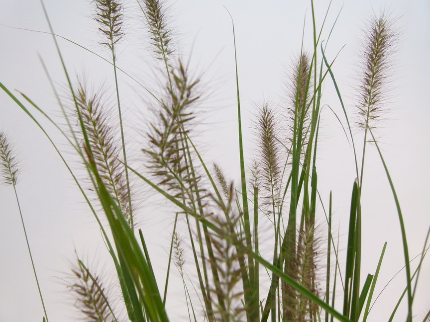 PENNISETUM alopecuroides