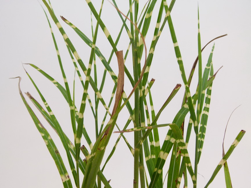 MISCANTHUS sinensis Strictus