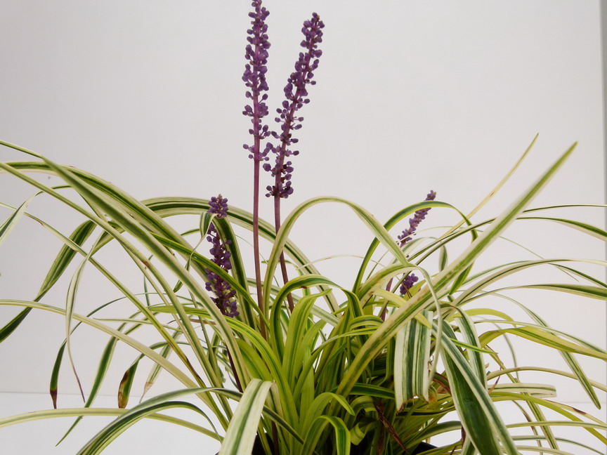 LIRIOPE muscari Silvery Sunproof