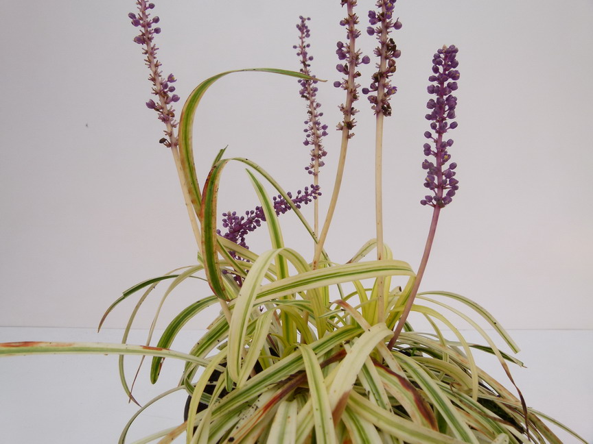 LIRIOPE muscari John Burch