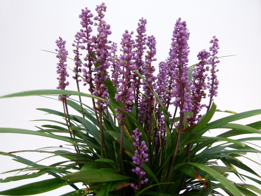 LIRIOPE spicata Moneymaker