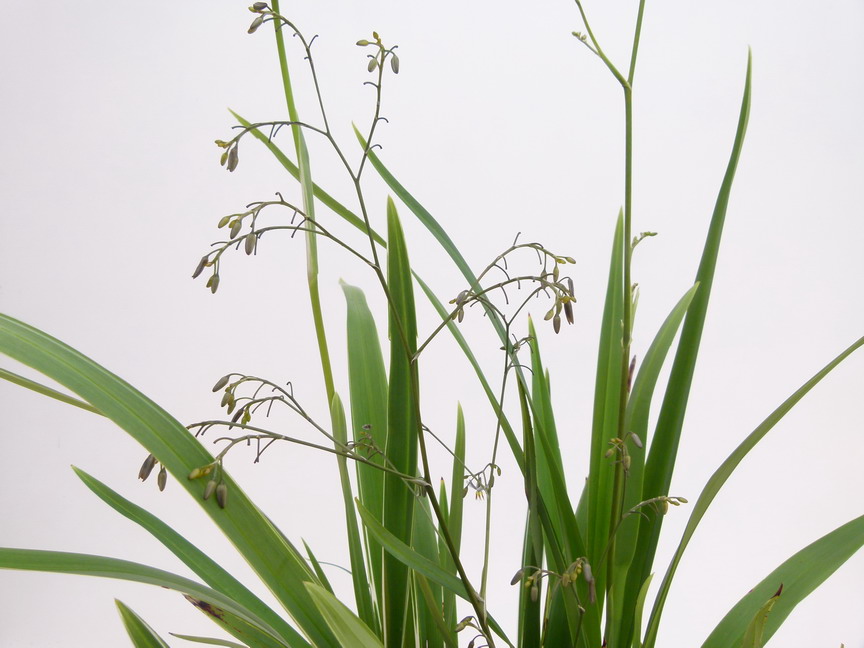 DIANELLA tasmanica Variegata