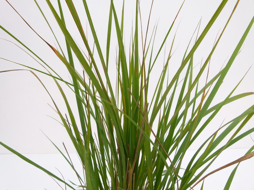 CALAMAGROSTIS x.acutiflora Karl Foerster