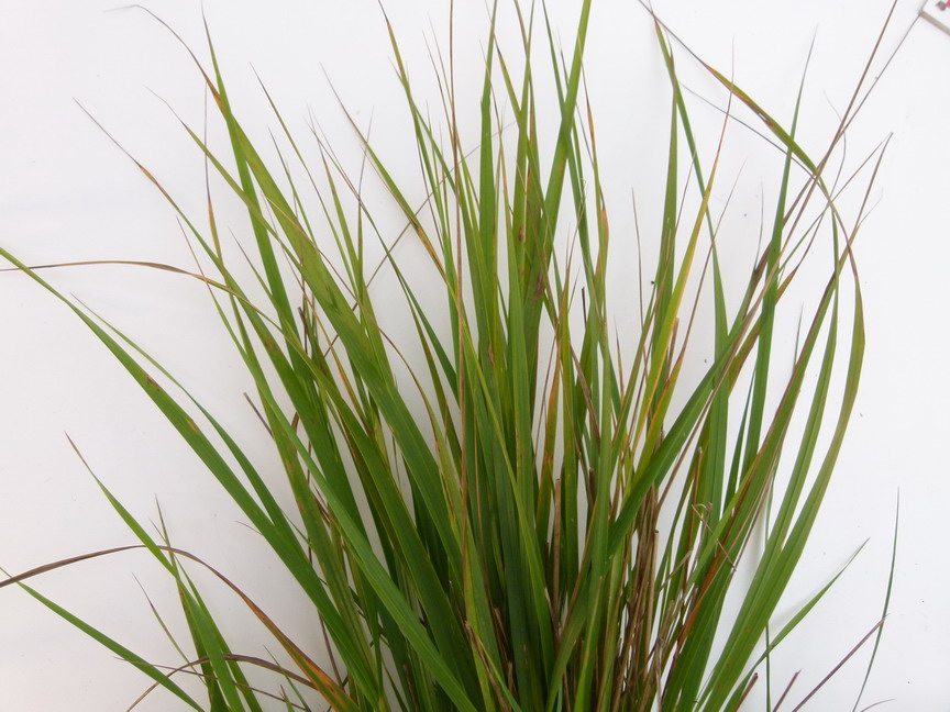 CALAMAGROSTIS x.acutiflora Karl Foerster