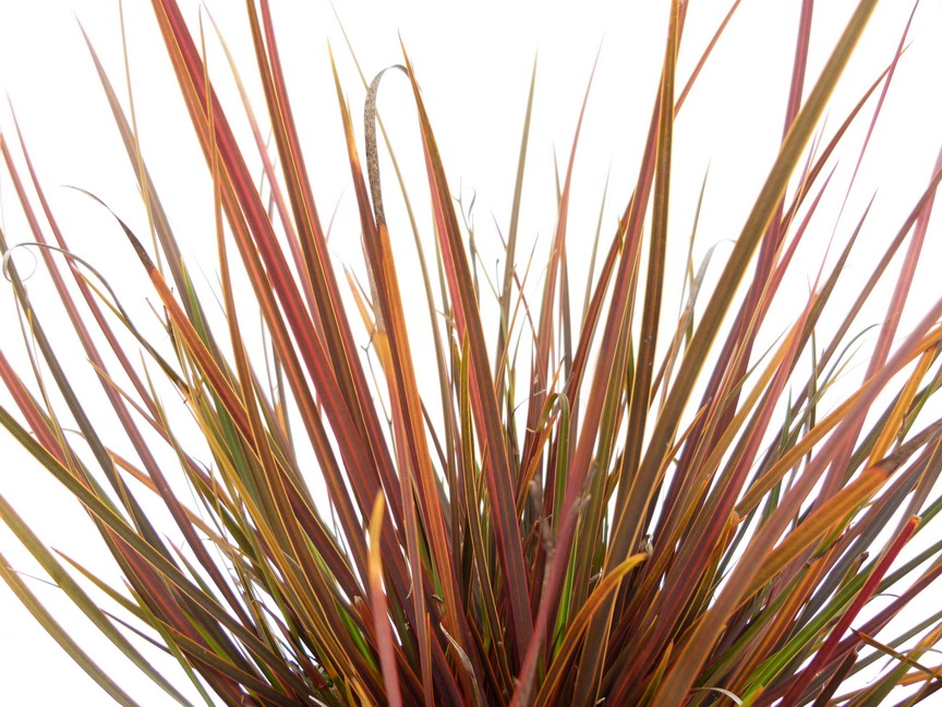 LIBERTIA ixioides Taupo Blaze ®