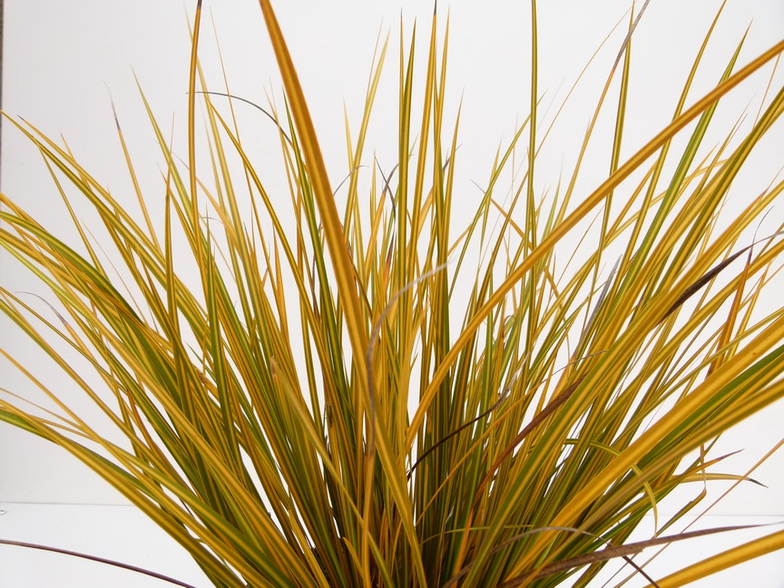 LIBERTIA ixioides Gold Finger ®