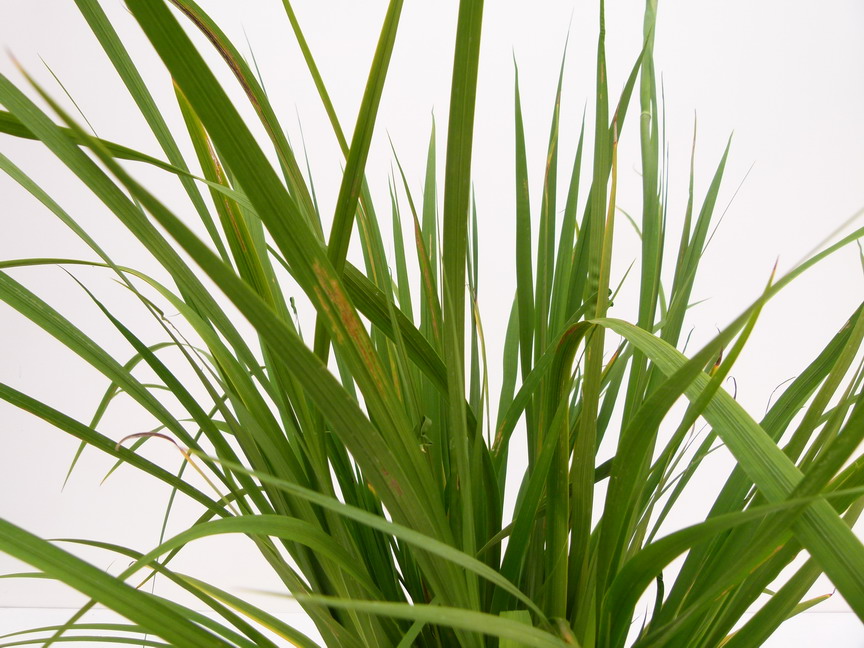 LIBERTIA formosa