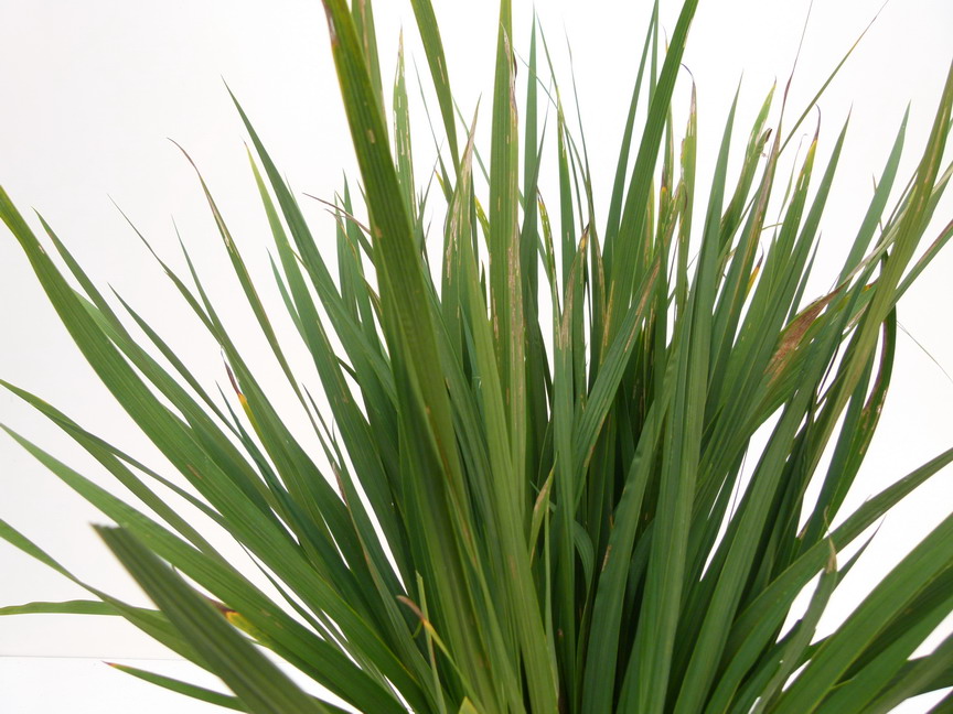 LIBERTIA grandiflora