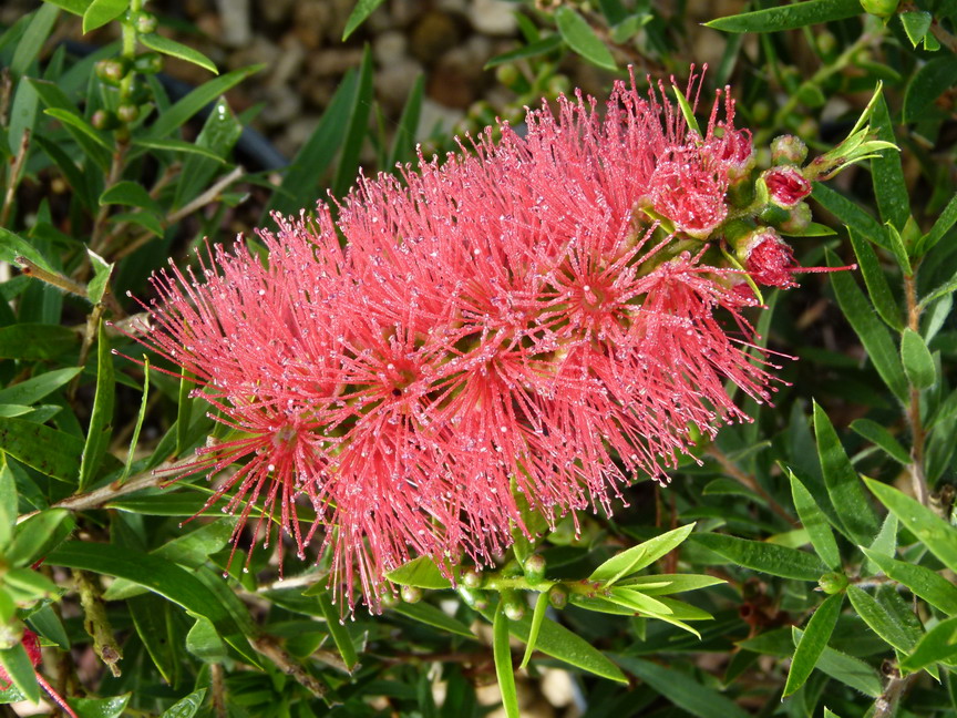 CALLISTEMON masotti Mini Red ®