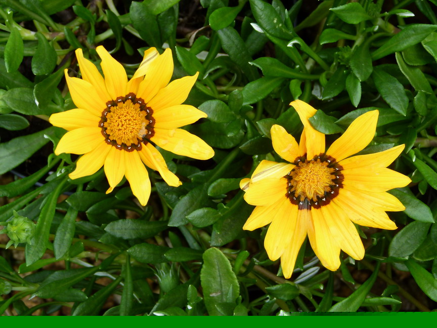 GAZANIA hybride