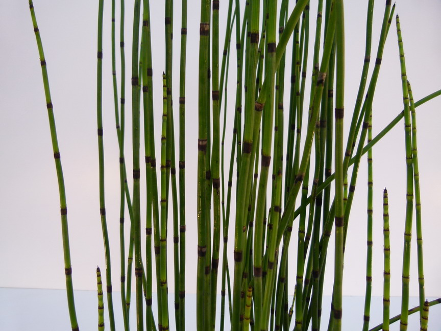 EQUISETUM japonicum