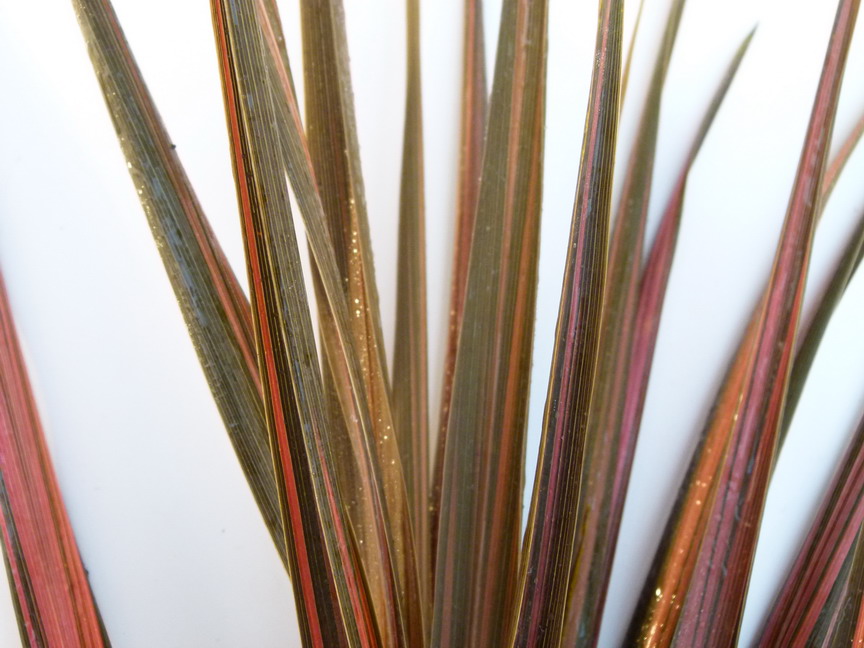 CORDYLINE australis Coral