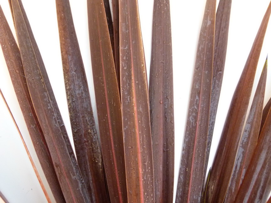 CORDYLINE australis Torbay Red Star