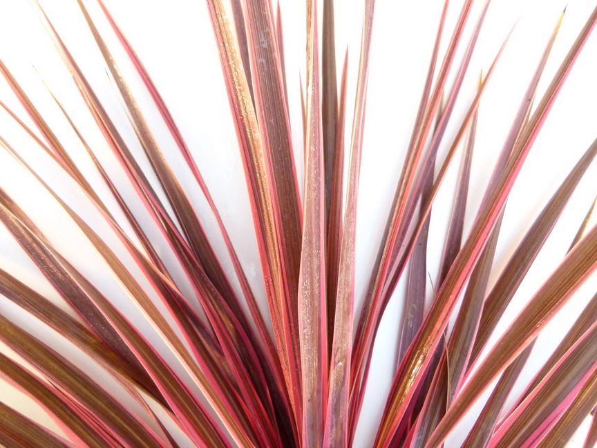 CORDYLINE australis Cherry Sensation