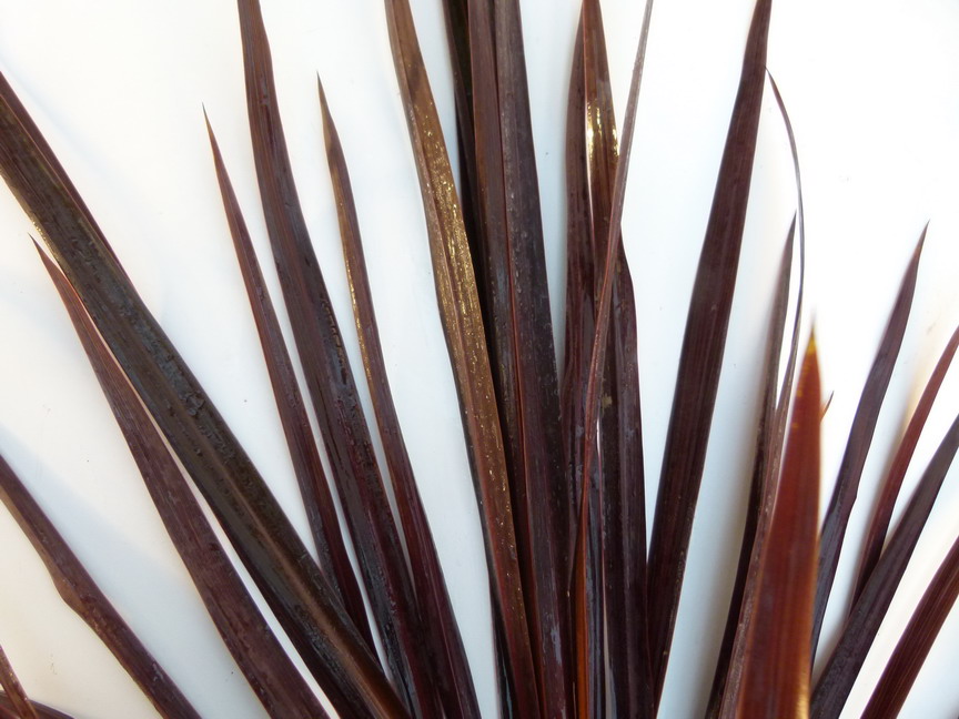 CORDYLINE australis Black Night