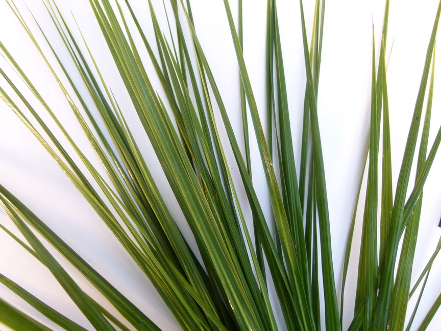 CORDYLINE australis