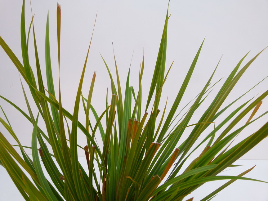 LIBERTIA ixioides