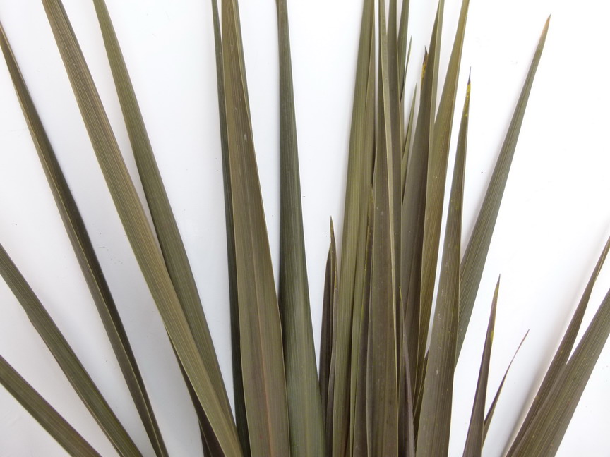 CORDYLINE australis Purpurea