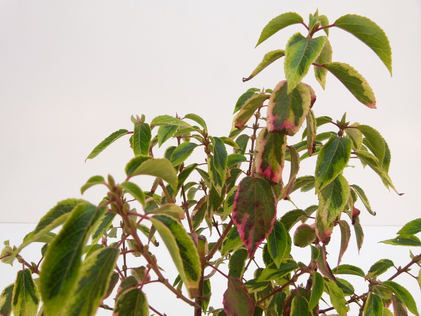 ARISTOTELIA chilensis Variegata
