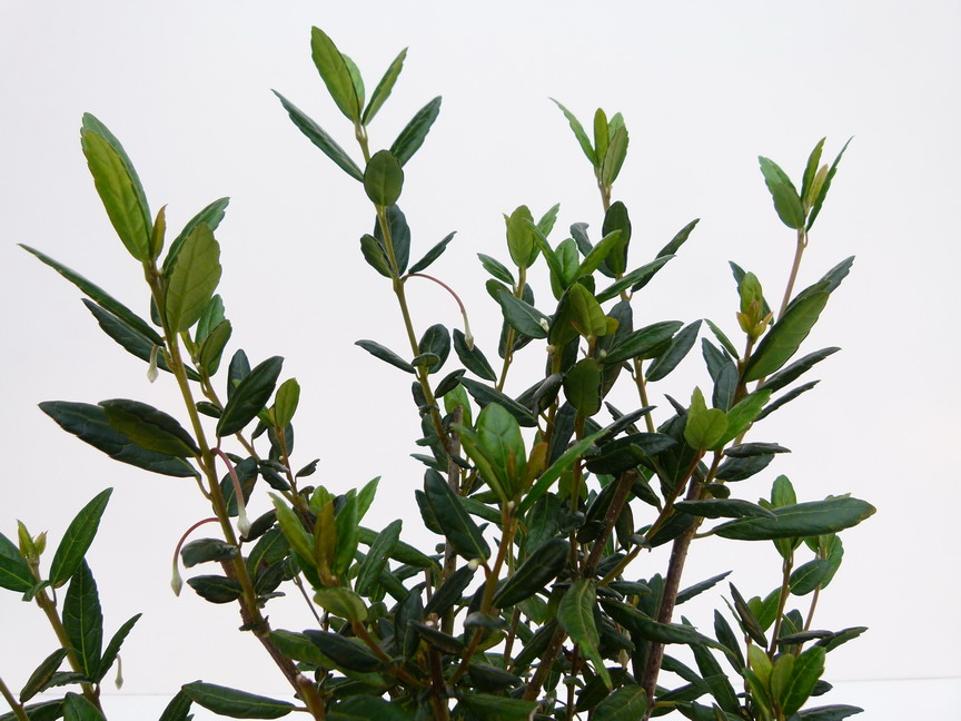 CRINODENDRON hookeranum
