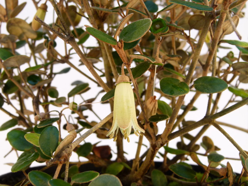 CORREA backhouseana