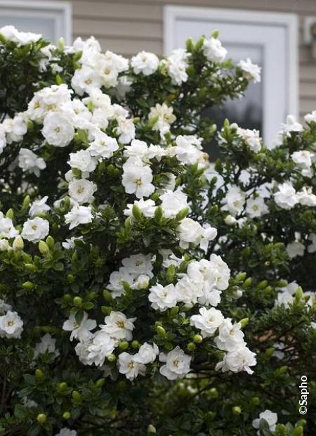 GARDENIA augusta Crown Jewel ®