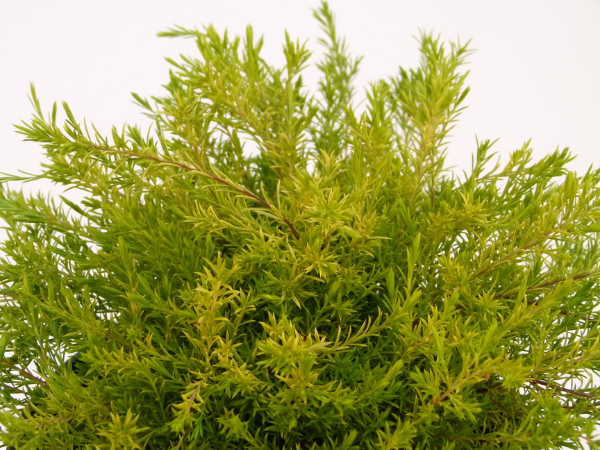 DIOSMA hirsuta Sunset Gold