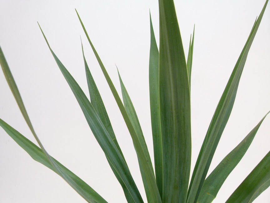 FURCRAEA bedinghaussi