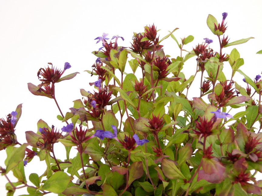 CERATOSTIGMA plumbaginoides