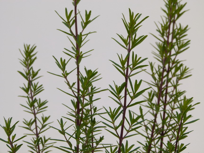 PROSTANTHERA poorinda Ballerina